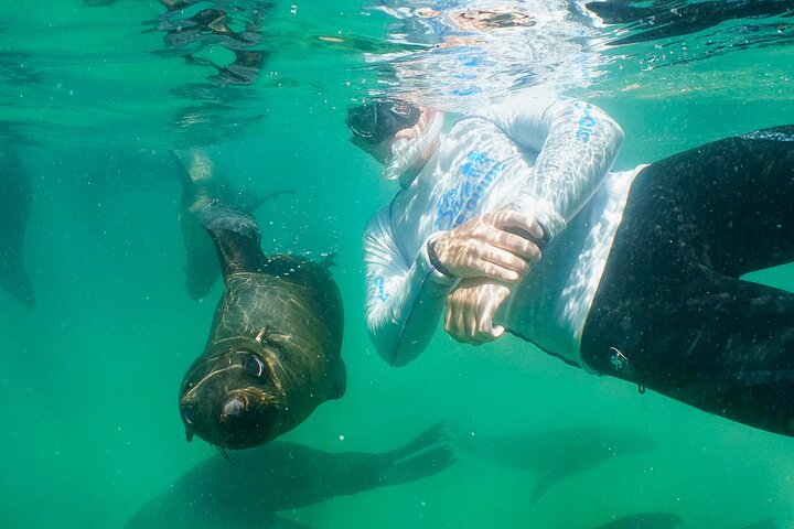 Swim with the Seals in Plettenberg Bay - Photo 1 of 8